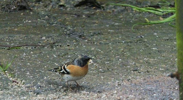 Brambling. An occasional visitor