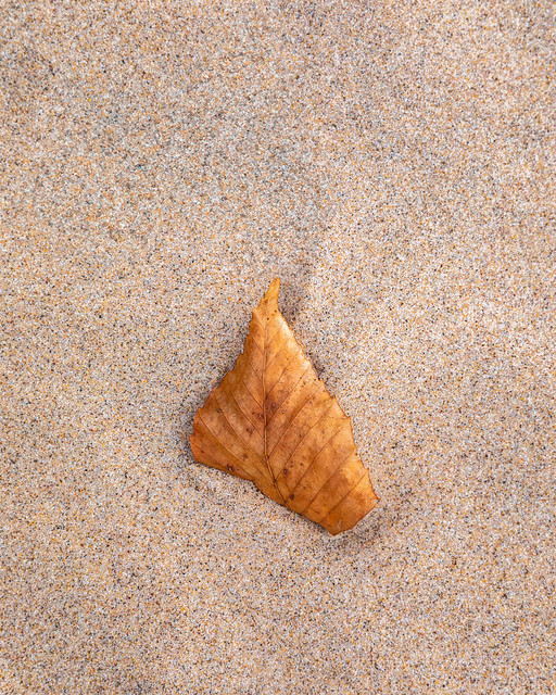 Leaf & Sand