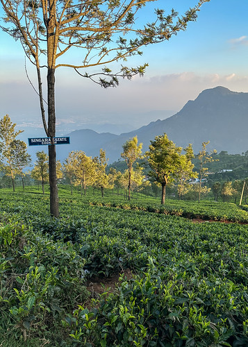 Marapalam by Ms. Abitibi, Tea plantation

Coonoor, Tamil Nadu, South Indiasouthindia marapalam tea teaplantation plantatio sun