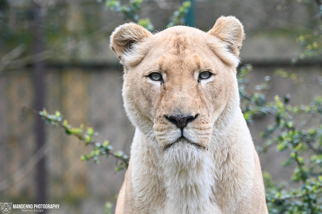 African white lioness - Zoo Amneville