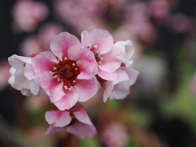 Pink Flowers