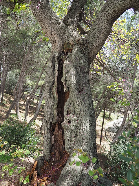 Cercis siliquastrum_arbre_P4030012