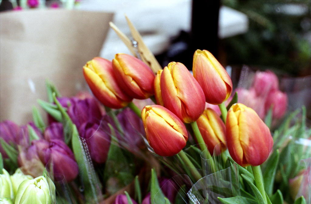 Tulips on Portland_