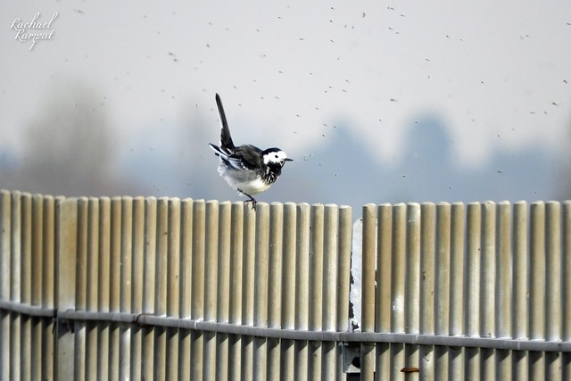 Pied Wagtail on a fence