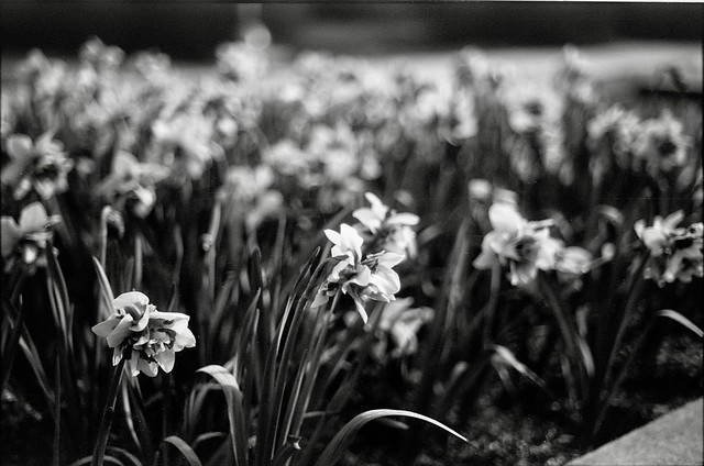 daffodils (Kodak 5302)