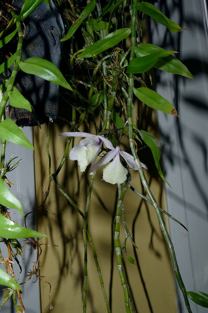 Dendrobium pierardii species orchid