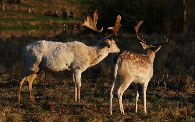 Fallow Deer- Dama dama- Charlecote Park NT Warwickshire -261223 (17)