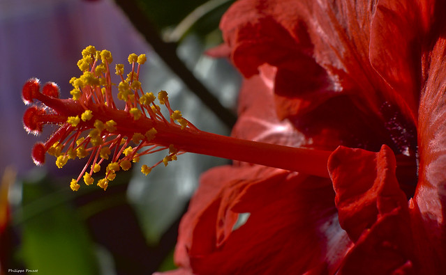 Hibiscus exotique rouge 9