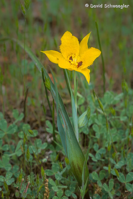 Yellow Star-tulip