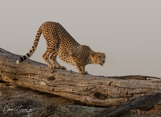 Cheetah using a log for a vantage point DI3A7149