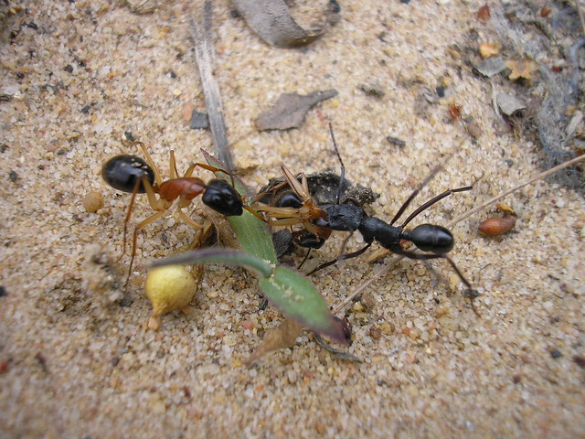 P1191898 - Ant attack