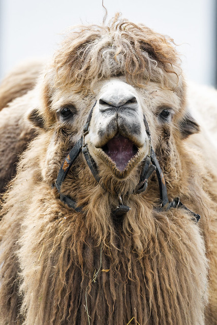 Camel with open mouth