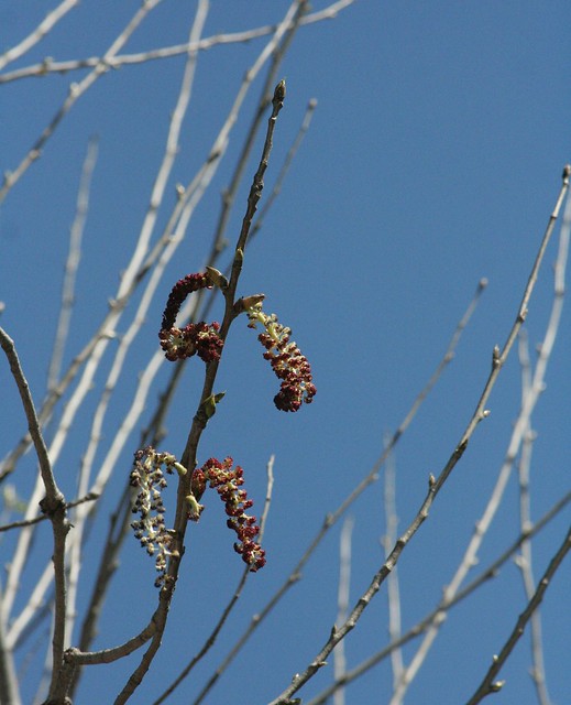 Populus fremontii Flowers
