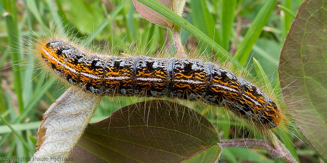 6539 Unidentified Caterpillar
