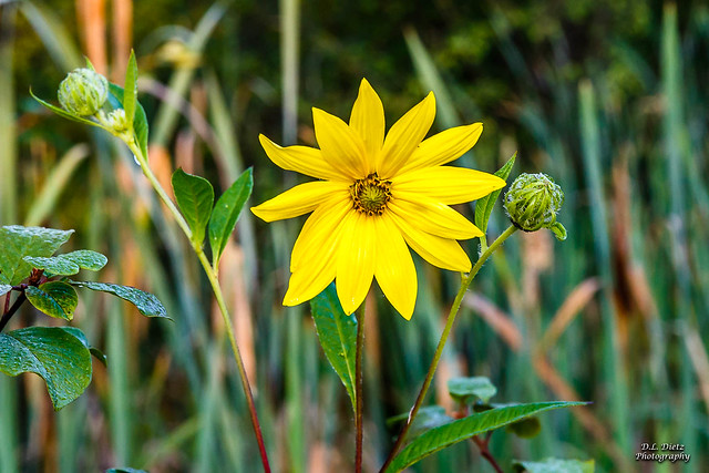 Woodland Sunflower - 2021-08-17
