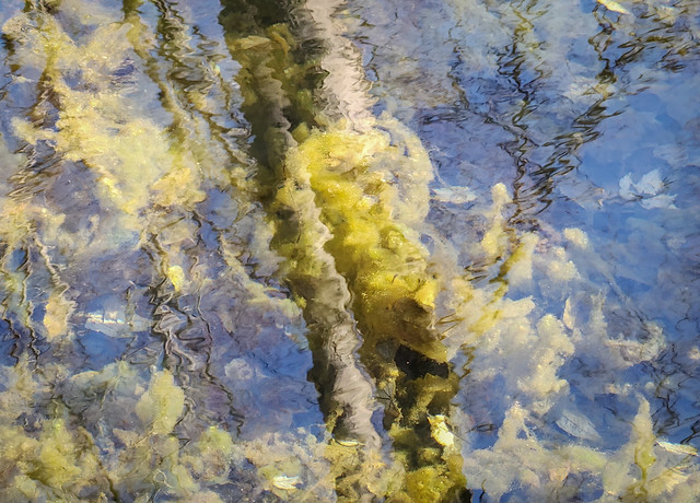 Algae in the pond