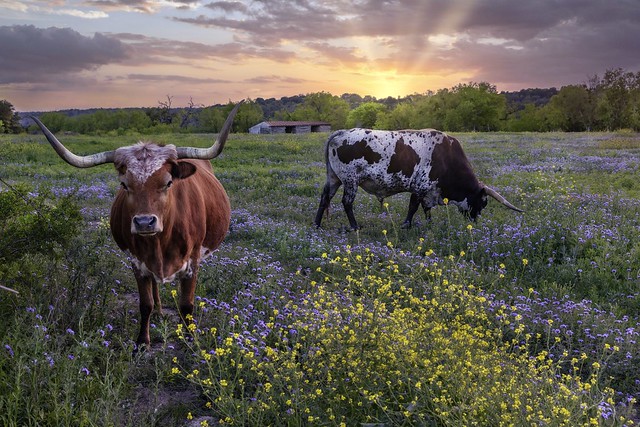 Texas Long Horn Cattle in Spring