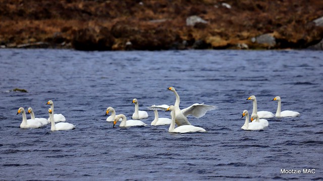 Whoopers on the loch