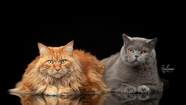 2 cats in studio contact info@hondermooi.be for licensing info
