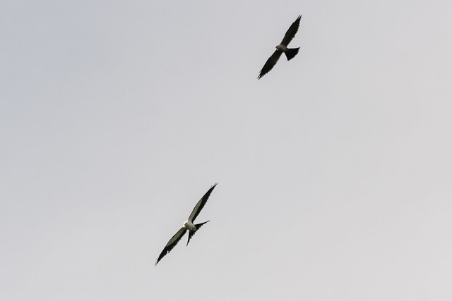 Swallow-tailed Kite | Elanoides forficatus & Mississippi Kite | Ictinia mississippiensis