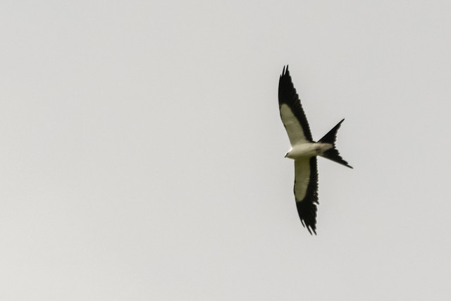 Swallow-tailed Kite | Elanoides forficatus
