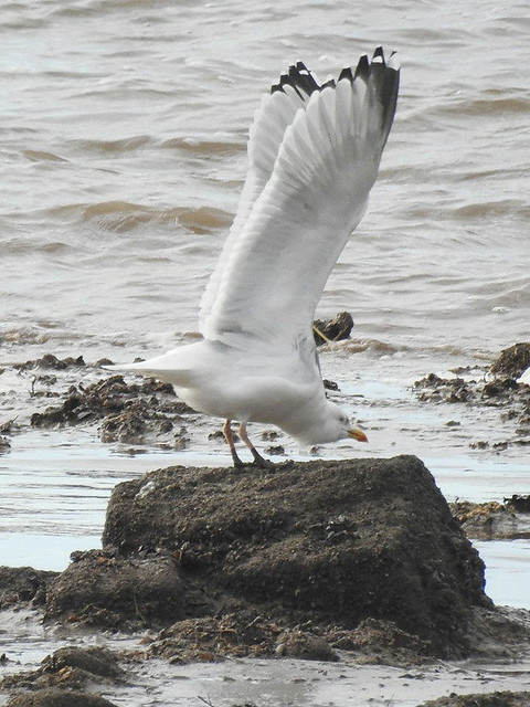 Omissus Herring Gull (Larus argentatus omissus). Cressington Shore. January 2023
