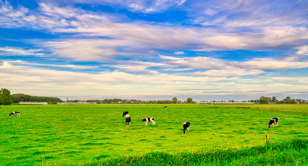 Counting cows. Westfriesedijk, village of Warmenhuizen, The Netherlands.