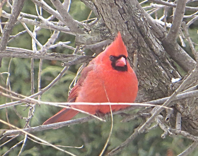Smoke Tree Cardinal