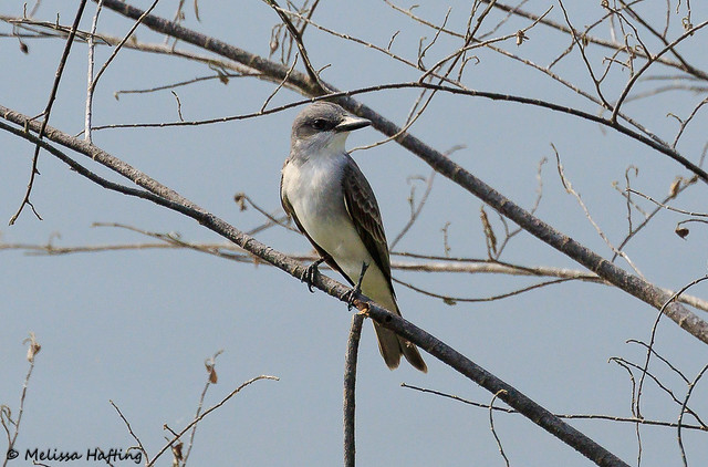 Gray Kingbird (Tyrannus dominicensis) - Najasa, Cuba