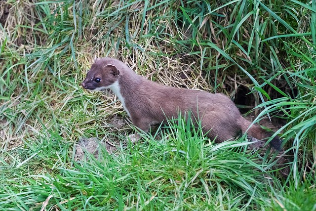 Stoat looking for a feeding opportunity
