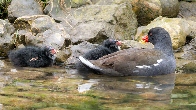 Moorhen and Chicks