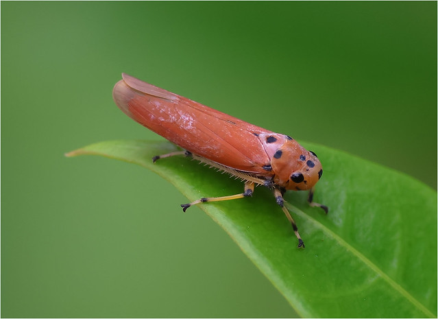 Orange Sharpshooter - Bothrogonia - Leafhopper