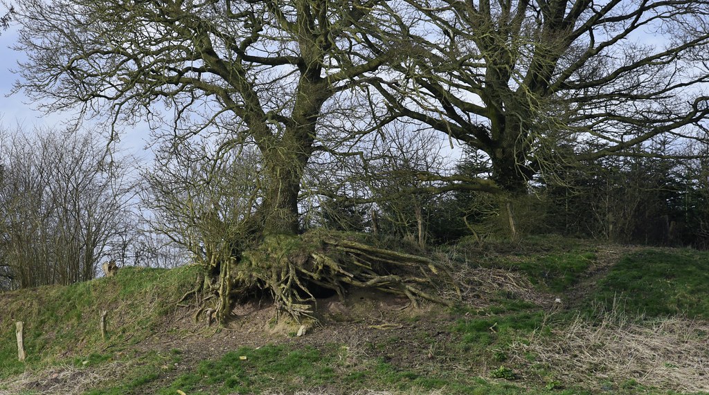 Unterhöhlte Eiche (Quercus robur); Bergenhusen, Stapelholm (61)