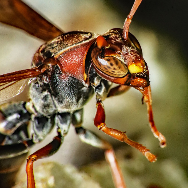 A paper wasp