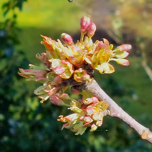 Maple, leaves starting to open