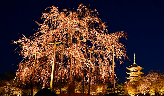 Illuminated weeping cherry blossoms and a 5-storied pagoda at Toji Temple in Kyoto (Explored)
