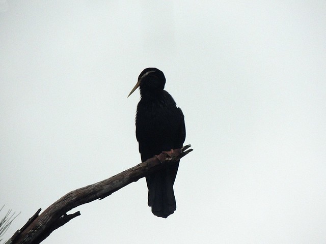 Cormorant 1
