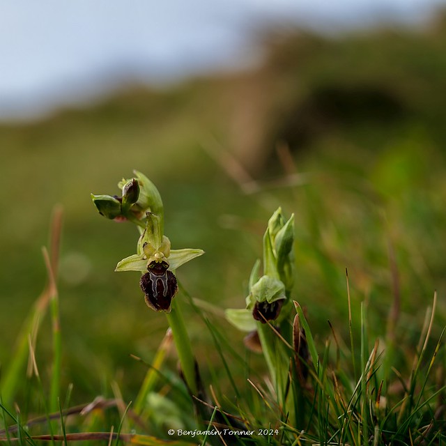 Early Spider Orchid - Ophrys sphegodes