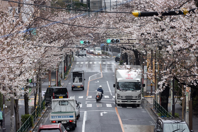Street of Cherry Blossoms Line
