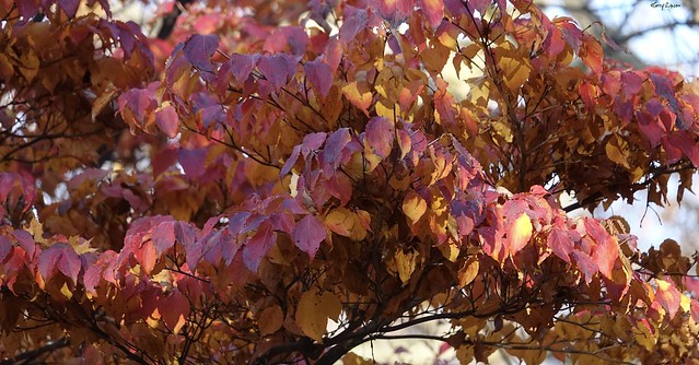Kousa Dogwood tree in Autumn