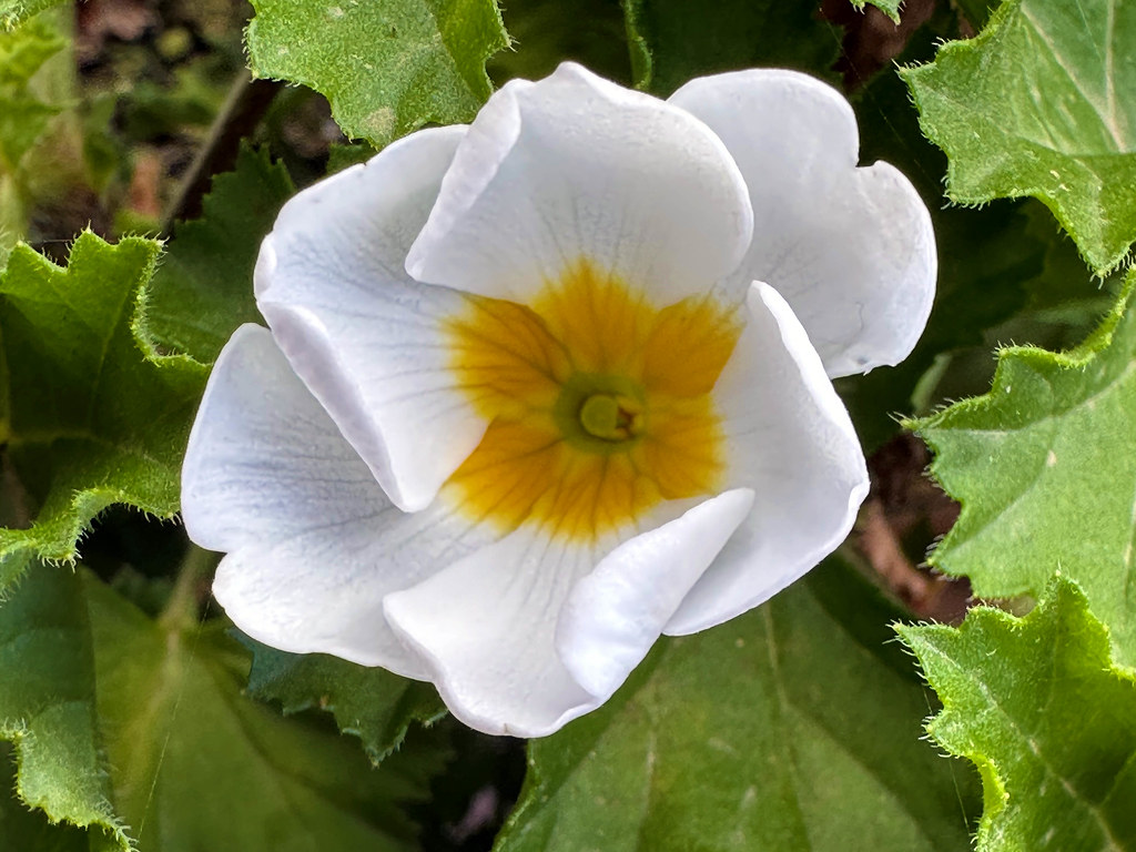 Primula bianca