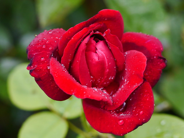 Rose ...red rose