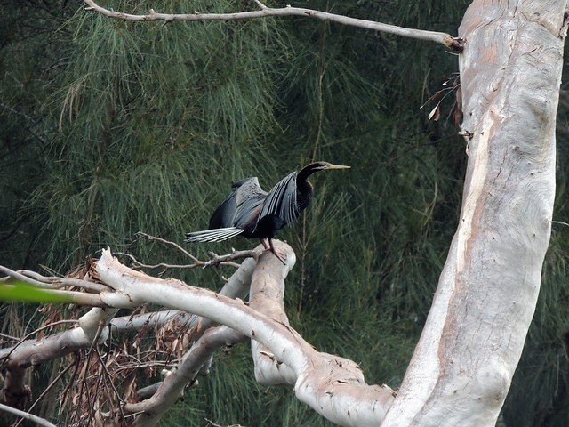 Cormorant 6