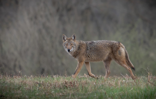 Coyote in Valley Forge Today