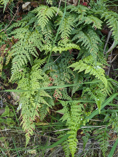Asplenium adiantum-nigrum subsp. onopteris (L.) Heufl. = Asplenium onopteris L.