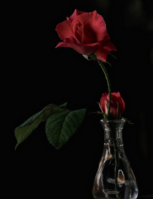A Rose In A Vase