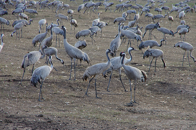 Cranes at Hula Agamon, Israel