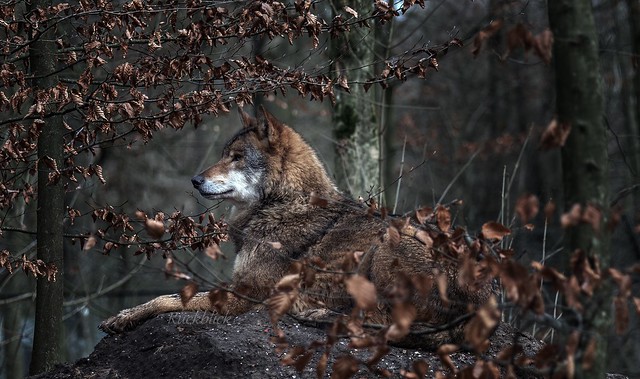 den Wolf im Wald entdeckt ...