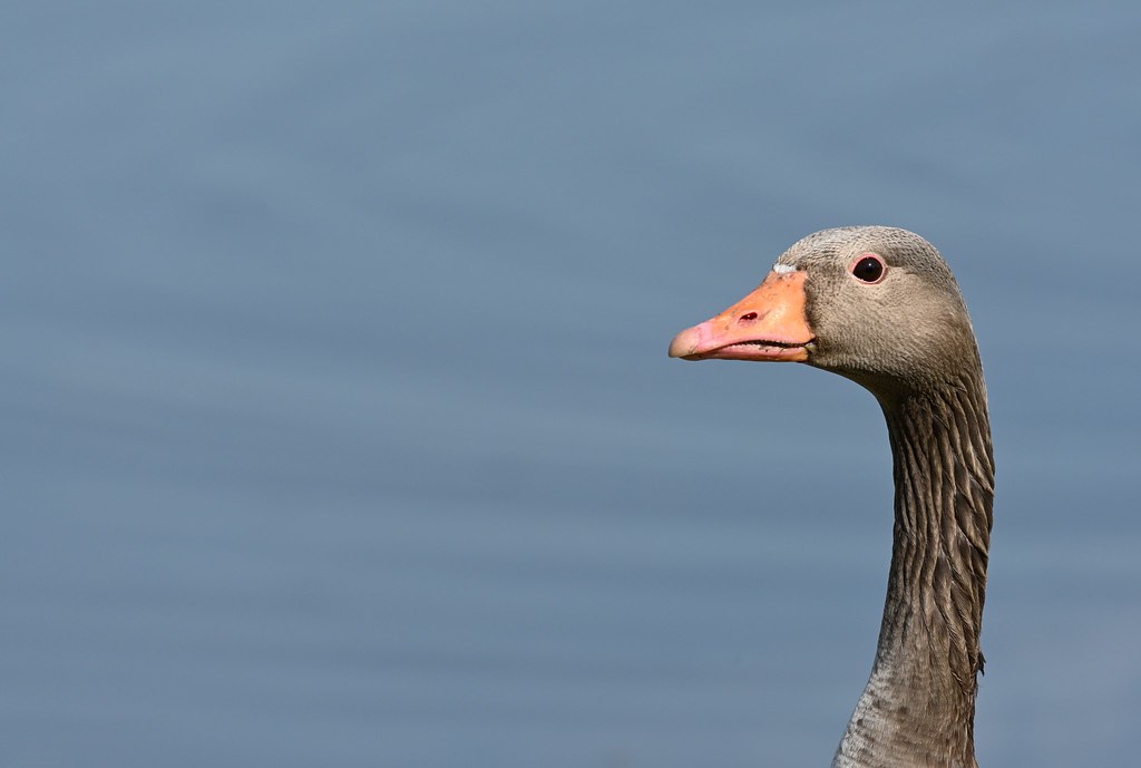 Greylag Goose (1)
