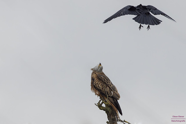 Rotmilan vs. Rabenkrähe / Red kite vs. Carrion crow